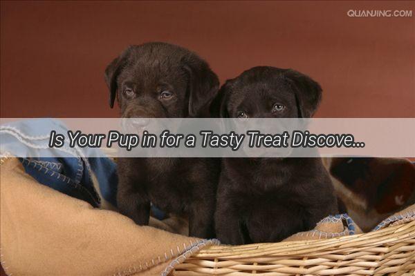 Is Your Pup in for a Tasty Treat Discover the Surprising Truth About Dogs and Shrimp Straws